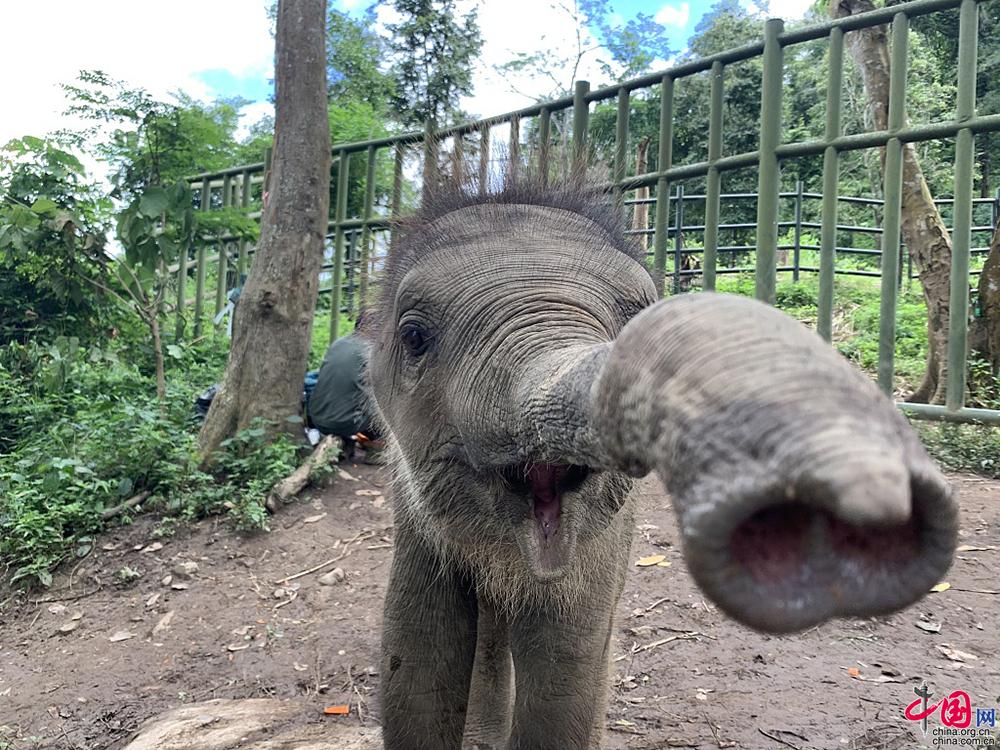 世界大象日打开象片这有一群镜头感十足的象宝宝