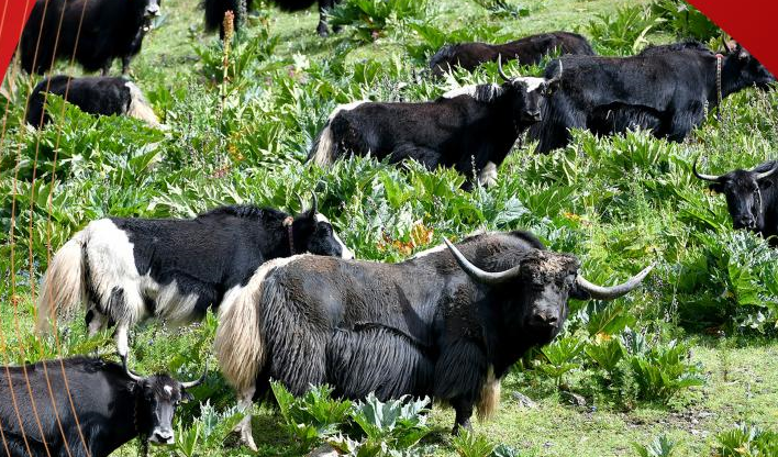 ѩ�򻶸�70�ء�����������ʱ��ح���ش��´�ͳ��ҵ���پ���ת��