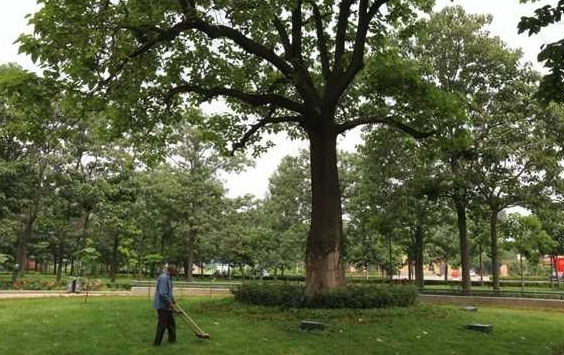 【母亲河畔的中国】“看到泡桐树，想起焦裕禄”