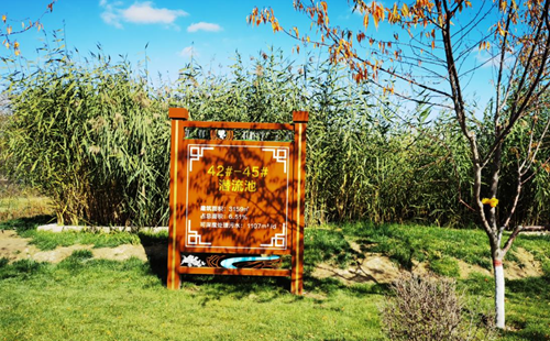 【母亲河畔的中国】“芦花湾”里的生态巨变