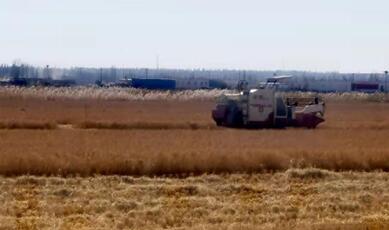 【母亲河畔的中国】昔日盐碱地  今朝稻花香