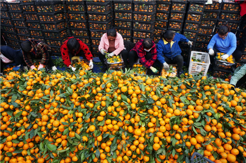 记者日前在丹江口市习家店镇蜜橘批发市场看到, 蜜橘交易热闹非凡