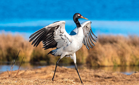 ����ȫ�ᾫ���ڻ���ح��Σ�����ڡ���ֲ���������١����ӡ�