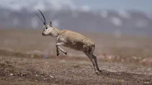 ����ȫ�ᾫ���ڻ���ح̽��ѩ���ԭ�ġ�ʫ��Զ����