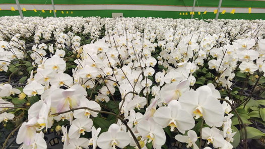 �´��߻���حɽ��ƽ�Ⱥ����������ڿ��������㡱