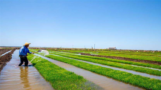 李克强在政府工作报告中提出，今年大力抓好农业生产，促进乡村全面振兴