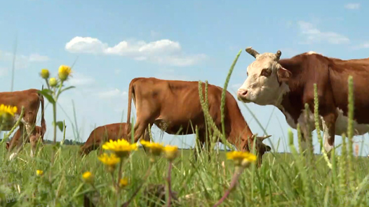 时政Talk丨到内蒙古大草原去种草！