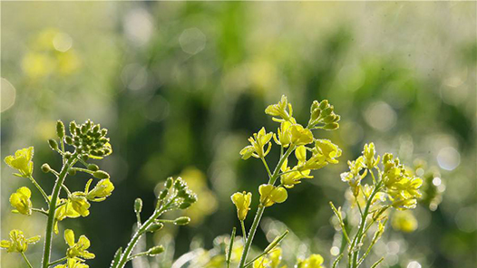司法判决决不向耍横霸道者让步，决不迁就纵容恶习陋俗