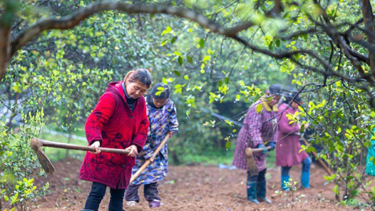 熊维政代表：加强科技人才培养 推动油茶产业高质量发展