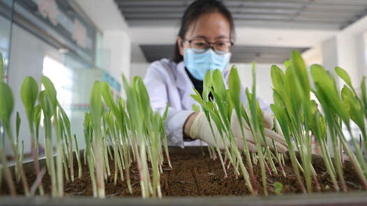 促进种业振兴，支持制种强省
