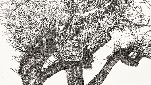 ����ѩ�顤�����Ρ�ѩ��2