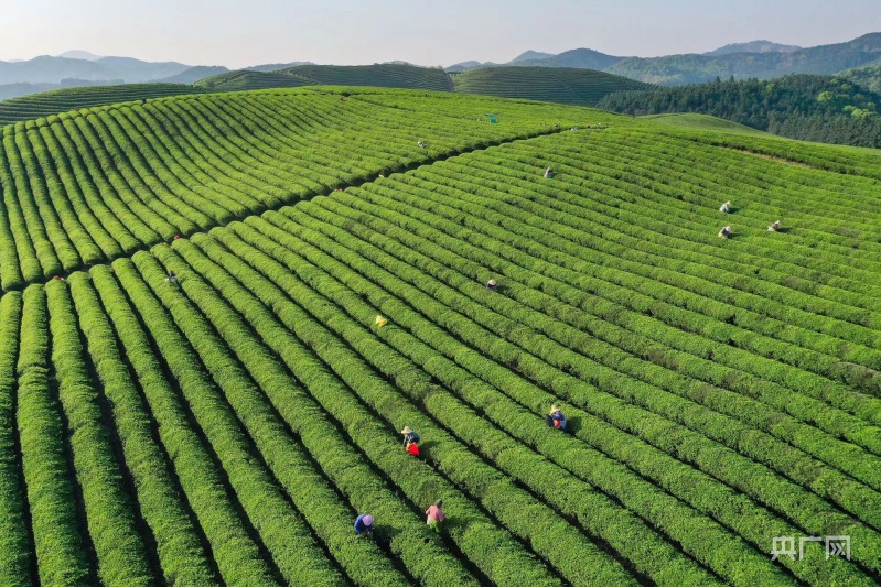 春天的茶园有多美目之所及皆风景