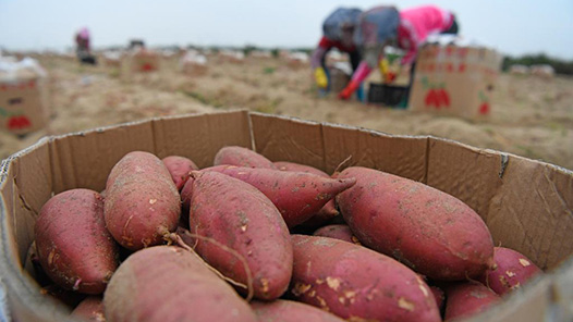 ܽ ʱòحݵءܳβٶȡ½չ۲