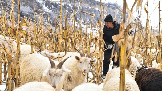 ܽ ʱΰحɽ壺ץҵա̳ɹ