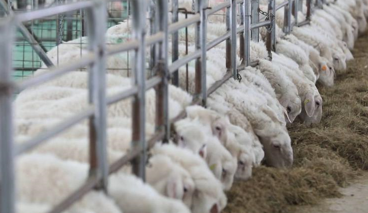 老区新貌丨甘肃环县：科学养殖帮助老区乡亲走上致富路