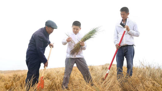 【奋斗者正青春】“六老汉”传人：用青春“染绿”黄沙