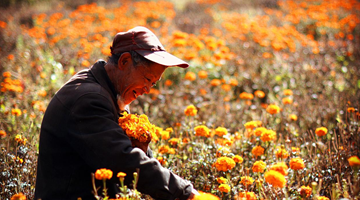 【2022·劳动创造幸福】采摘