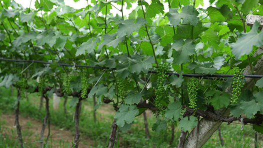 ܽ ʱǵʱح£95ũ˲ϣ