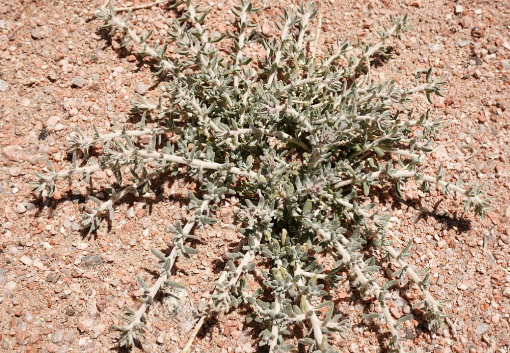 可可西里美在哪里