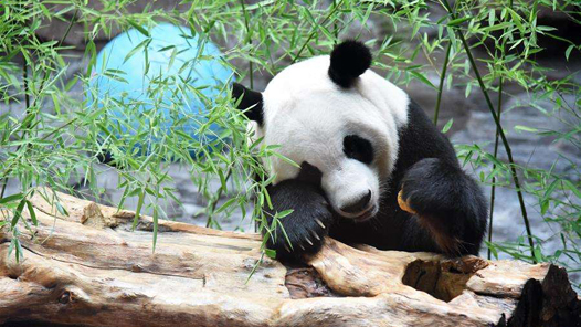 香港回归祖国25周年·特稿｜大熊猫牵起的川港情缘
