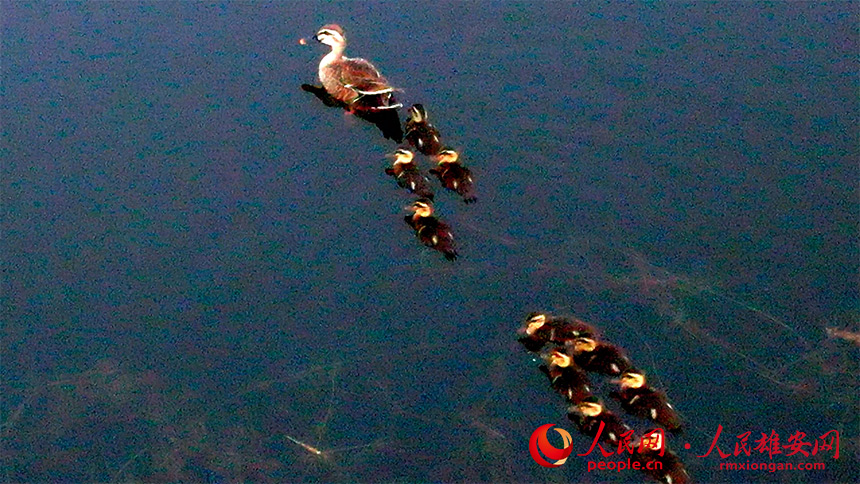 图为斑嘴鸭育雏场景。高腾摄