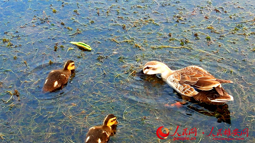 图为斑嘴鸭育雏场景。高腾摄