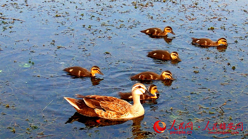 图为斑嘴鸭育雏场景。高腾摄
