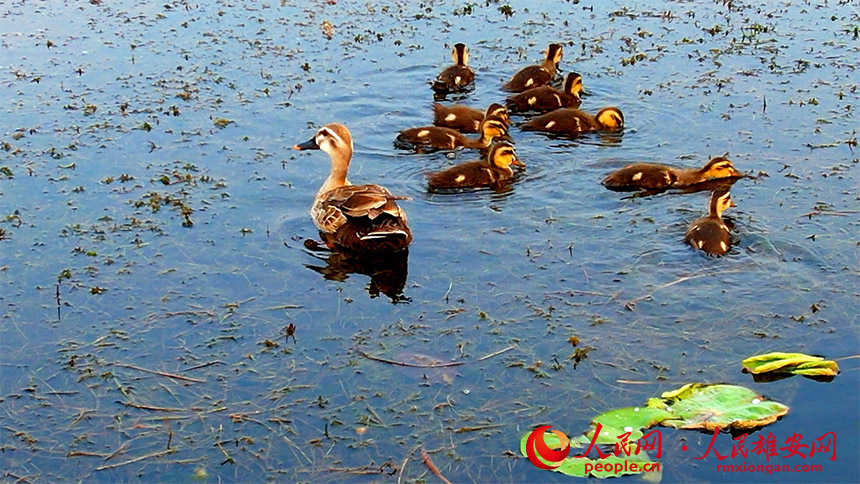 图为斑嘴鸭育雏场景。高腾摄
