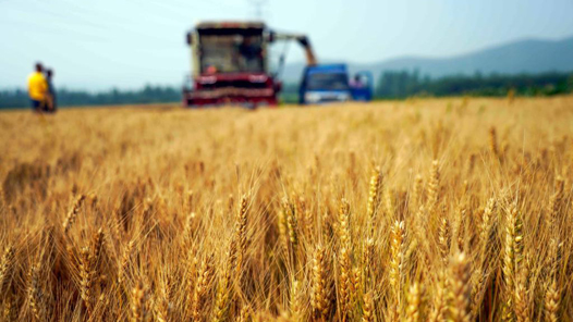 中国这十年｜农业农村部：农产品质量安全例行监测合格率稳定在97%以上