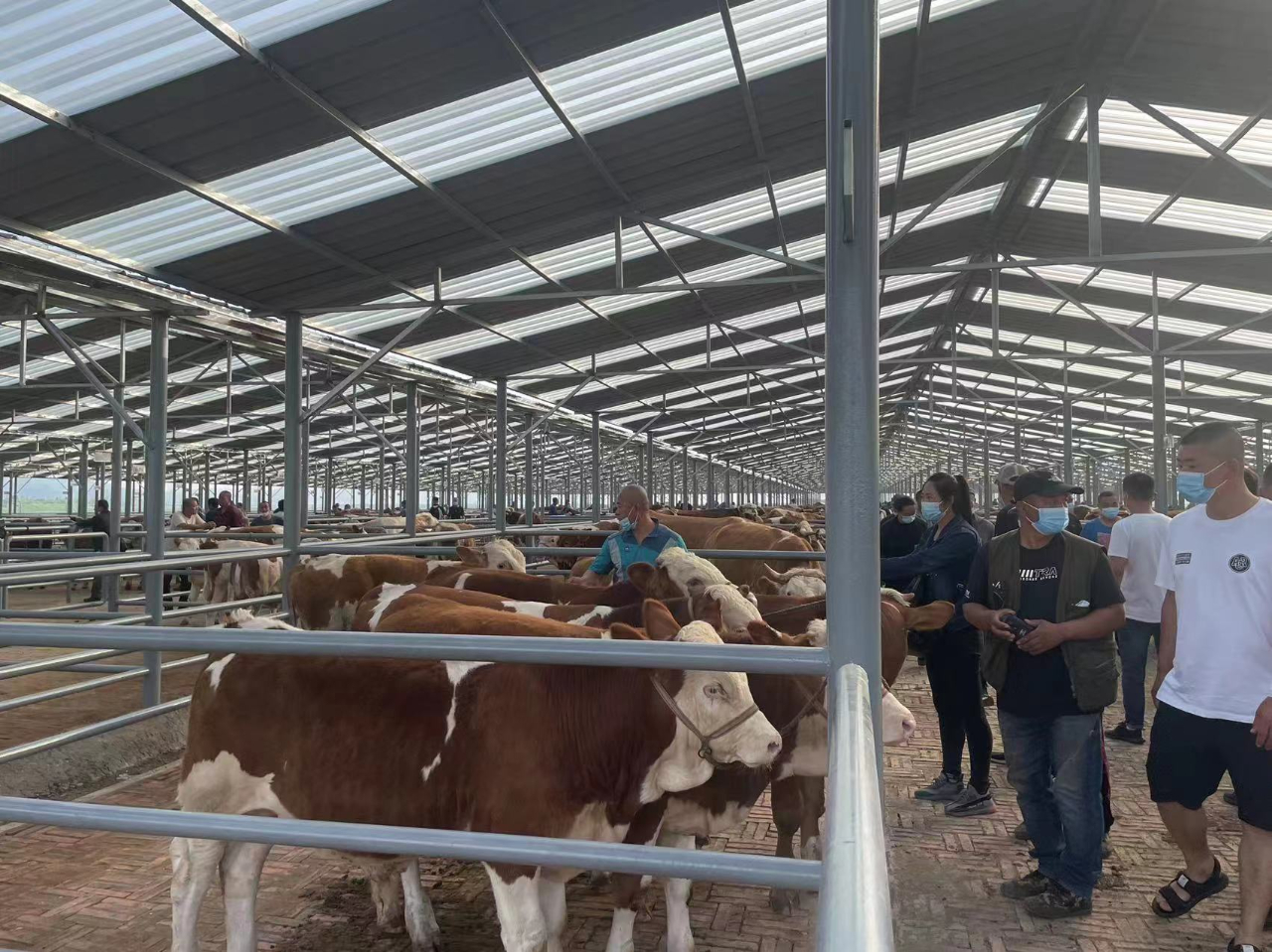 U8国际- U8国际官方网站- U8体育APP下载养猪需要办理哪些证件