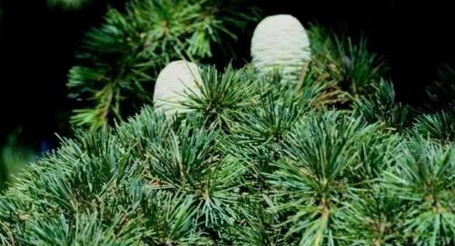 �ѵ�һ��������һС����ʮ����ѩ�ɽ���쵰��ġ�ѩ�ɹ���