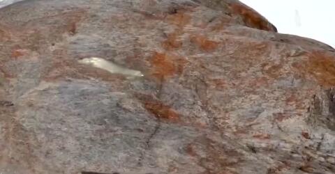 ����Ծ���š� ϸ������������