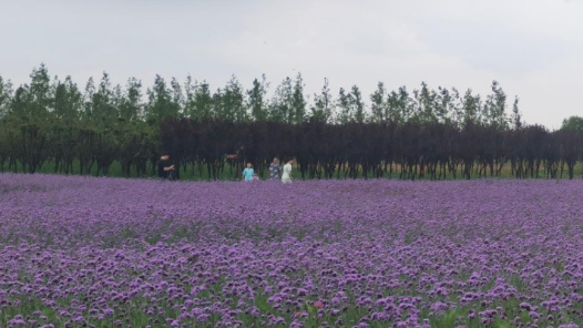 奋进新征程 建功新时代丨安徽马鞍山市长江岸线综合整治进行时