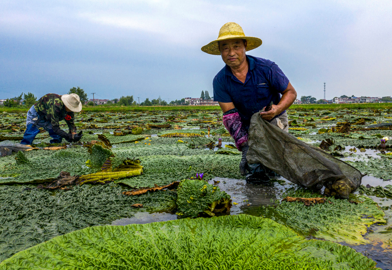 芡实采助增收