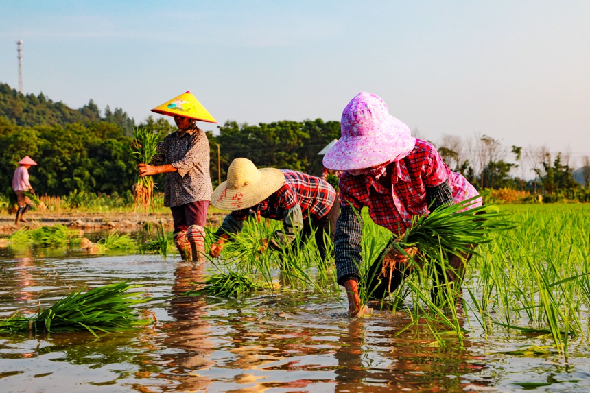 江西全南农民夏日冒酷暑忙插秧