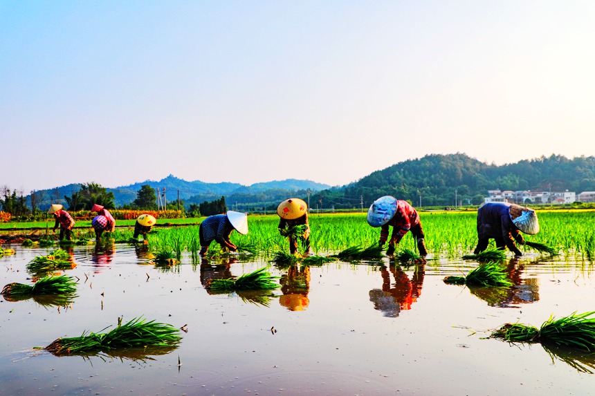 江西全南农民夏日冒酷暑忙插秧