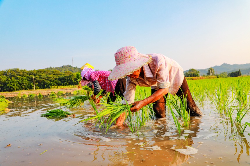 江西全南农民夏日冒酷暑忙插秧