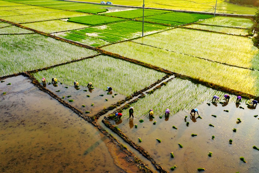 江西全南农民夏日冒酷暑忙插秧