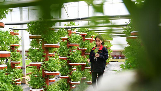 走进县城看发展丨甘肃省榆中县：特色产业兴旺 群众致富劲足