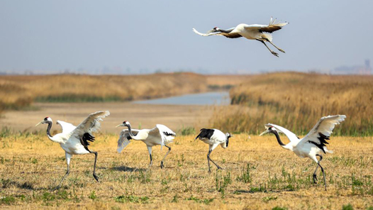 中国这十年·中国故事丨由“黑”到“绿” 中国老工业基地的生态“蝶变”