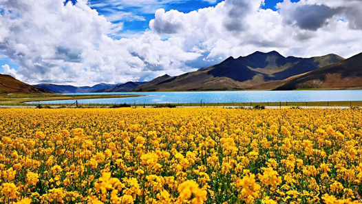 喜迎二十大丨西藏：聚力阔步高质量发展