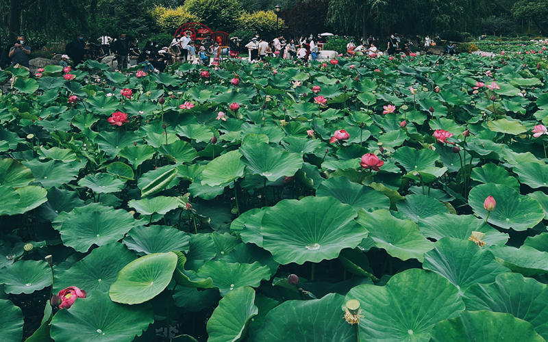 LOCAL1661483492238P86K173VOK