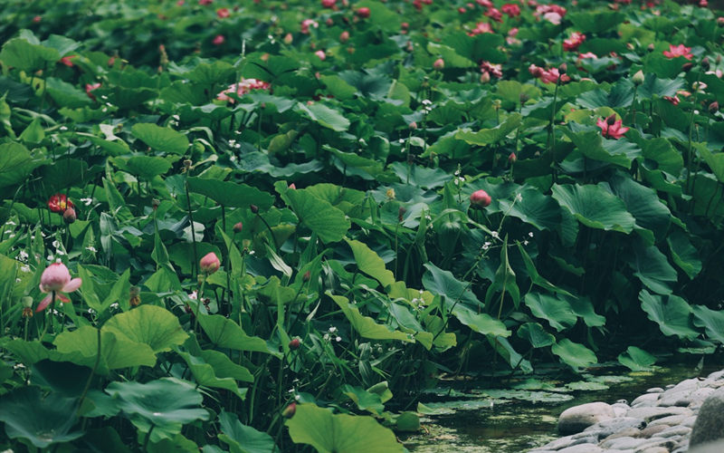 LOCAL1661483492269RLPK8E7350