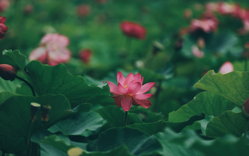 LOCAL1661483492311A7LMK5360H