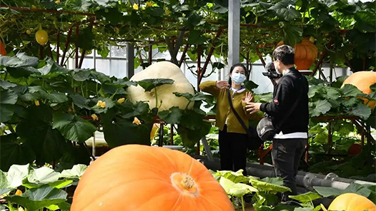 走进县城看发展｜山东寿光：全链条提升蔬菜产业竞争力