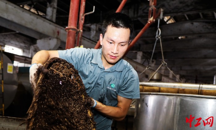 吕胜能正在进行上甑操作 苟泽英摄