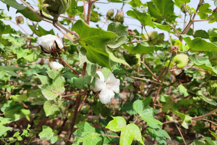 新疆喀什550万余亩棉花即将采收