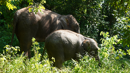 亚洲象宝宝近况如何？官方回应：很健康，体重达300公斤