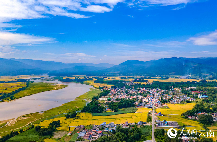 云南盈江风吹稻浪好风光