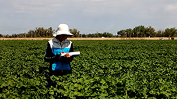棉田里的“追梦人”